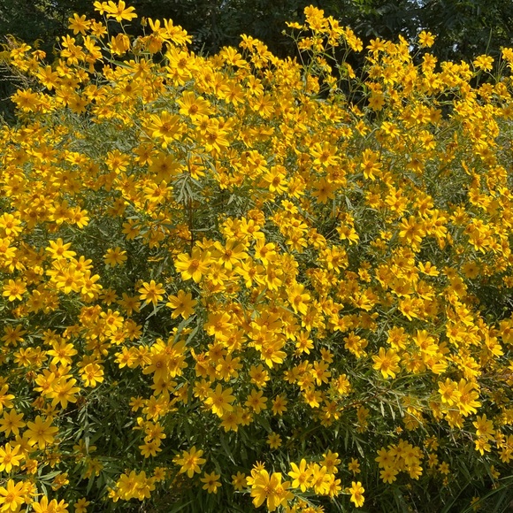 Meet your Posher, Cassie - Picture 1 of 1